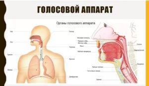 Үн аппаратынын түзүлүшү жана анын иштөө принциптери